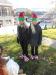 Adele and Andrea Bielli from Slicks in matching elf costumes. 