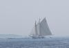 American Eagle. SUE MELLO/Boothbay Register