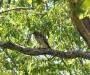 A broad-winged hawk perches on a tree limb in Boothbay as it hunts for food with its mate. Broad-winged hawks' distinctive high-pitched cry is a familiar sound in area woodlands during summer. Like a lot of summer visitors, these hawks spend their winters in the tropics. SUE MELLO/Boothbay Register 