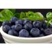 Bowl of Blueberries