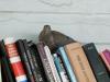 Dove at the Used Bookstore in BBH