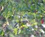 Homegrown treat — A native dogwood tree provides a tasty snack for a chipmunk brave enough for a small branch balancing act. Native trees and shrubs provide an essential food source for birds, insects and small rodents. SUE MELLO/Boothbay Register