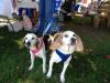 Bella and Mick Armendaras, two beagles that love spending time at Harbor Fest. RYAN LEIGHTON/ Boothbay Register.