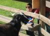 Feeding mama goat. SUE MELLO/Boothbay Register