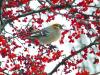 Pine Grosbeak