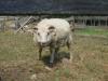 Schoolhouse, sheep