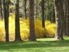 Forsythia