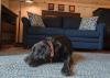 gardens aglow pet friendly rental