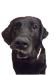 pet shop boothbay harbor december 2017