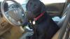 two salty dogs pet outfitters blog