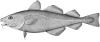 polka dog crunchy cod skins
