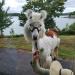 Lincoln Home Assisted Living Damariscotta Apifera Farm Llama