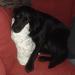 Auggie Doggie