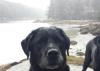 two salty dogs pet outfitters boothbay harbor maine