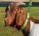 Two Salty Dogs Pet Outfitters