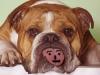 Two Salty Dogs Pet Outfitters