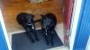 two salty dogs pet outfitters