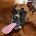 Two Salty Dogs Pet Outfitters
