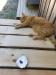 oyster cat