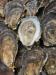 oysters