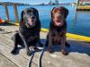 Two Salty Dogs Pet Outfitters