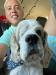 beer, craft beer, dogs, deck