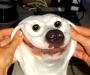 two salty dogs, alan alda, bothbay harbor dog, dog treat sale