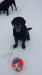 kick fetch, coal