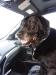 two salty dogs, teddy spaghetti, goodbye, pet loss