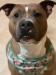 adoption, dogs, craft beer, things to do