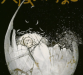 Angel’s Egg