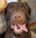 two salty dogs, the news from marz, boothbay harbor, dogs