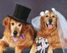 dog friendly, wedding, Brady/s