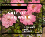Sale of the Week