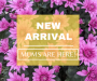 Fall Plants Have Arrived!