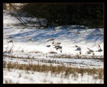 Snow Buntings, the famed "snow birds," in flight in an agricultural field in winter. Courtesy Kirk Rogers