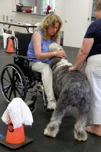 Gracie, the Old English Sheepdog owned by Lisa Cushman, greets Therapy Dog International evaluator Naomi Howe during the test at Positively Best Friends. Courtesy of Lisa Best