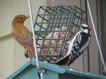 #bird-column, summer tanager, Jeff Wells, Boothbay Register