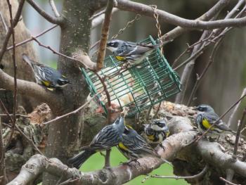 #bird-column, yellow-rumped warblers, suet, Boothbay Register