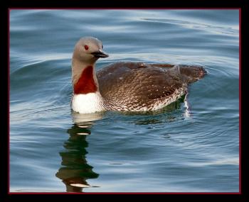 Red-throated Loon, Boothbay Register