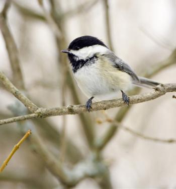 #bird-column, #boothbay-register, #birds, #Maine, #Jeff-and-Allison-Wells