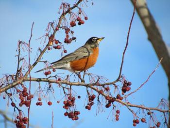 #bird-column, #JeffandAllisonWells, #Maine, #BoothbayRegister, #birds, #americanrobin