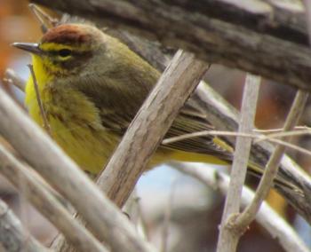 #bird-column, #JeffandAllisonWells, #Maine, #BoothbayRegister, #birds, #palmwarbler