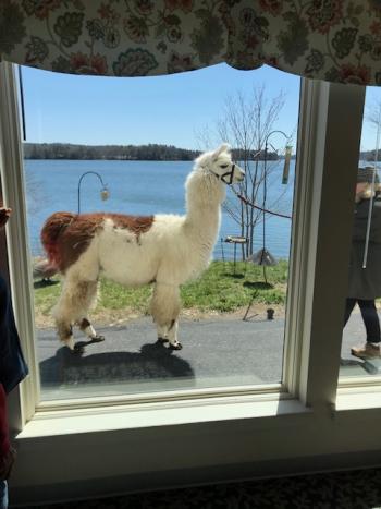 Lincoln Home Assisted Living Damariscotta Apifera Farm Llama