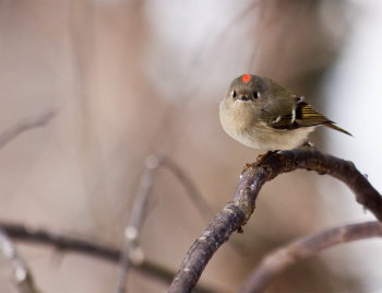#bird-column, #boothbayregister, #ruby-crownedkinglet