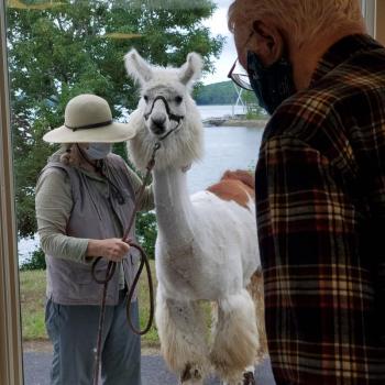 Lincoln Home Assisted Living Damariscotta Apifera Farm Llama