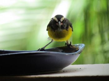 #bird-column, #JeffandAllisonWells, #BoothbayRegister, #WiscassetNewspaper, #maine, #birds, #caribbean, #bananaquit