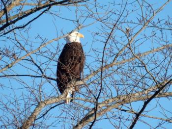 #bird-column, #Boothbay-Register, #jeff-and-allison-wells, #birds, #maine, #natural-resources-council-of-maine,  #from-the-mountains-to-the-sea, #Bald-eagle