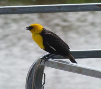 #bird-column, #jeff-and-allison-wells, #Boothbay-Register, #birds, #maine, #wanderers, #yellow-headed-blackbird