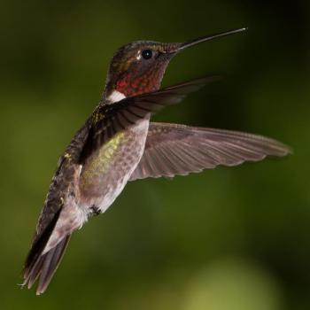 #bird-column, #boothbay-register, #jeff-and-allison-wells, #birds, #maine, #hummingbirds